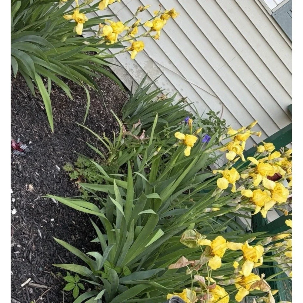 Beautiful Light Yellow Bearded Iris -‎ 5 Rhizomes  Tall Perennials Full Sun